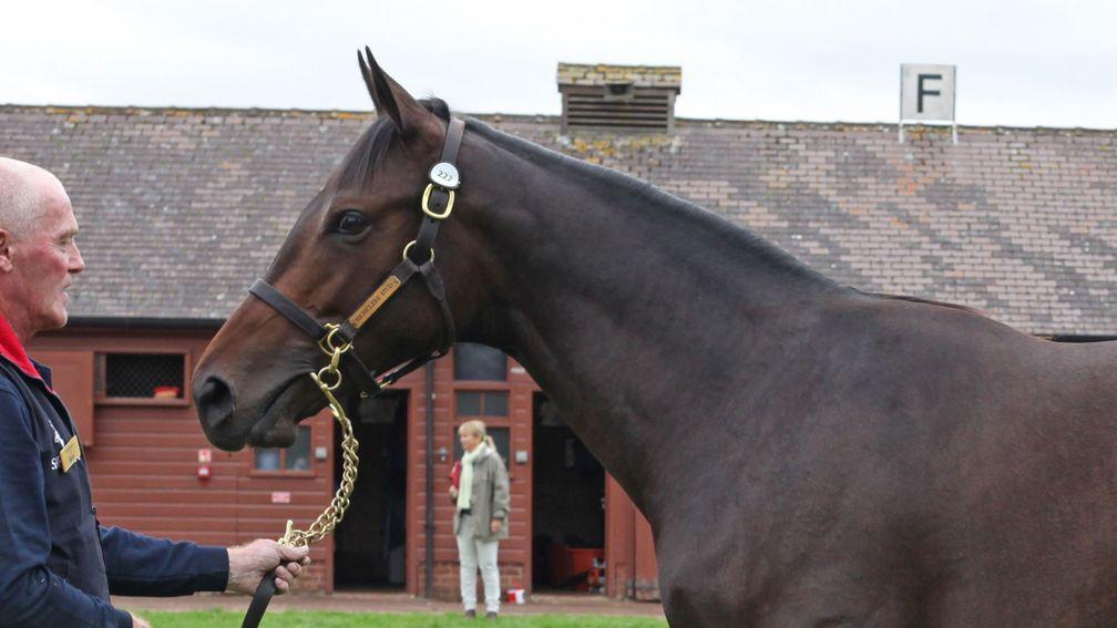 Gentile Bellini is shown off as a yearling at Tattersalls