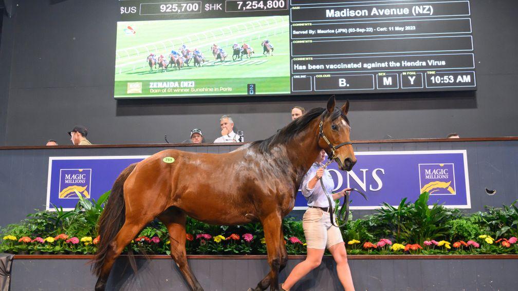 Zenaida: the Three Bridges Thoroughbreds-consigned mare sold to Yulong for A$1.4 million