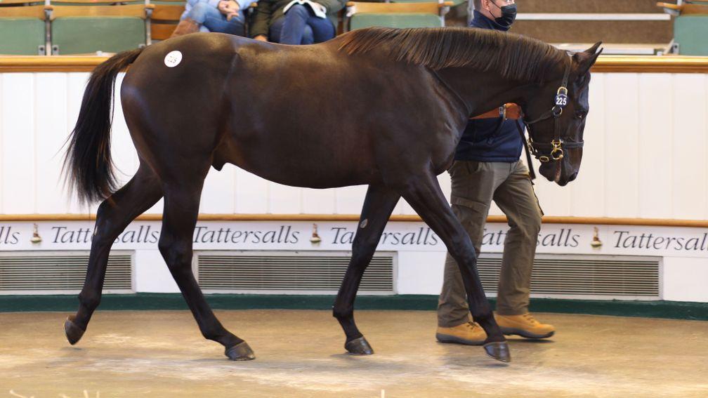 Lot 225, Highclere's Dubawi colt out of Group 1 winner Intricately reaches 1,100,000gns on the second day of Tattersalls Book 1