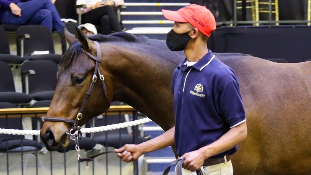 Celestial City: the Silvano colt out of Halfway To Heaven topped proceedings on Friday
