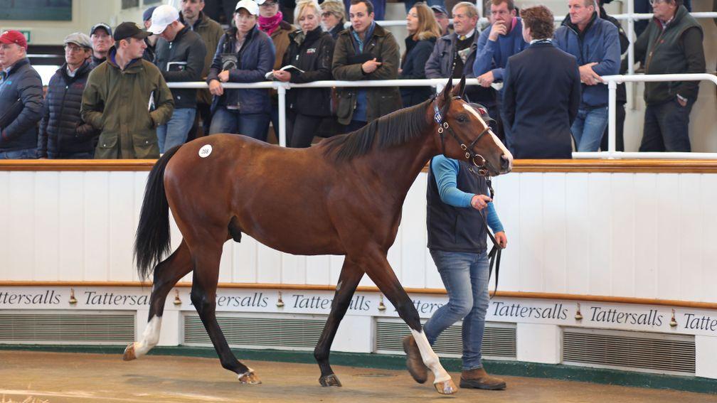 Lot 288, a Frankel colt, is knocked down for 3,100,000gns to Godolphin