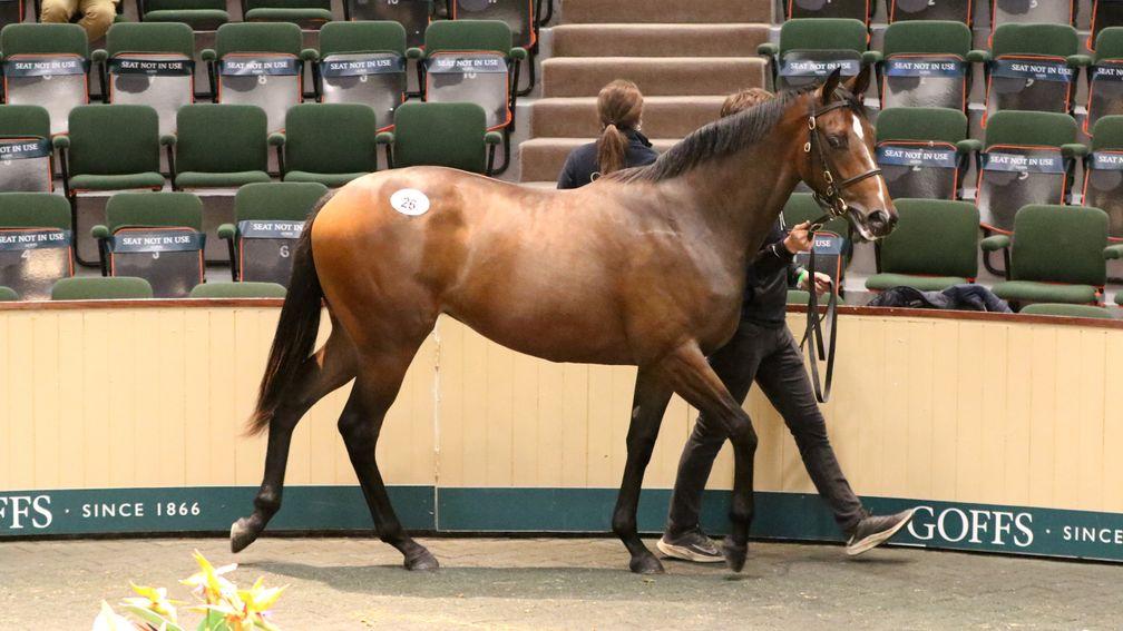 Lot 26: Alice Fitzgerald's Kodiac filly who sold for €340,000
