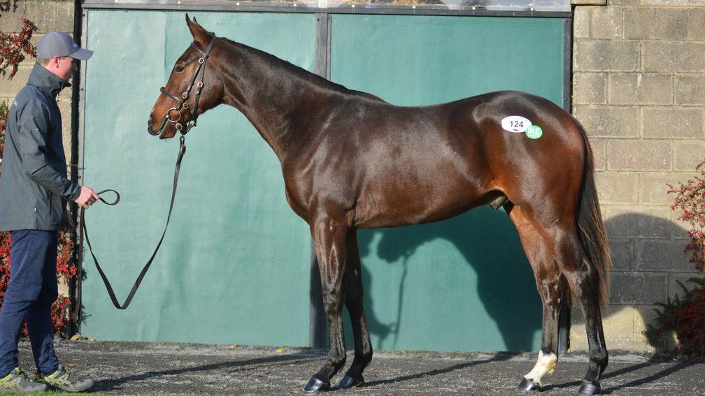 Railstown Stud's Soldier Of Fortune gelding sells to Tally-Ho Stud for €68,000