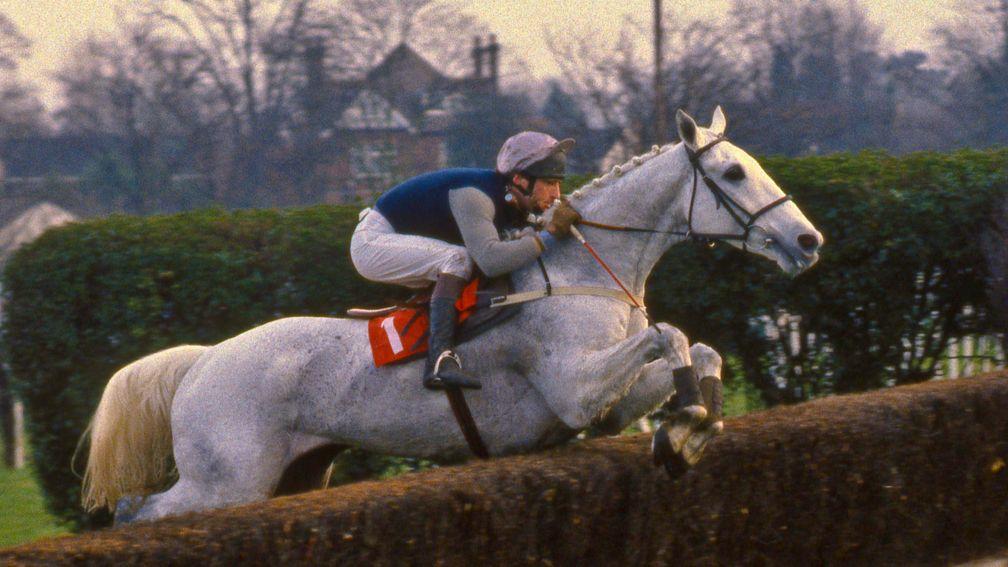 Desert Orchid: scooping the Tingle Creek Chase