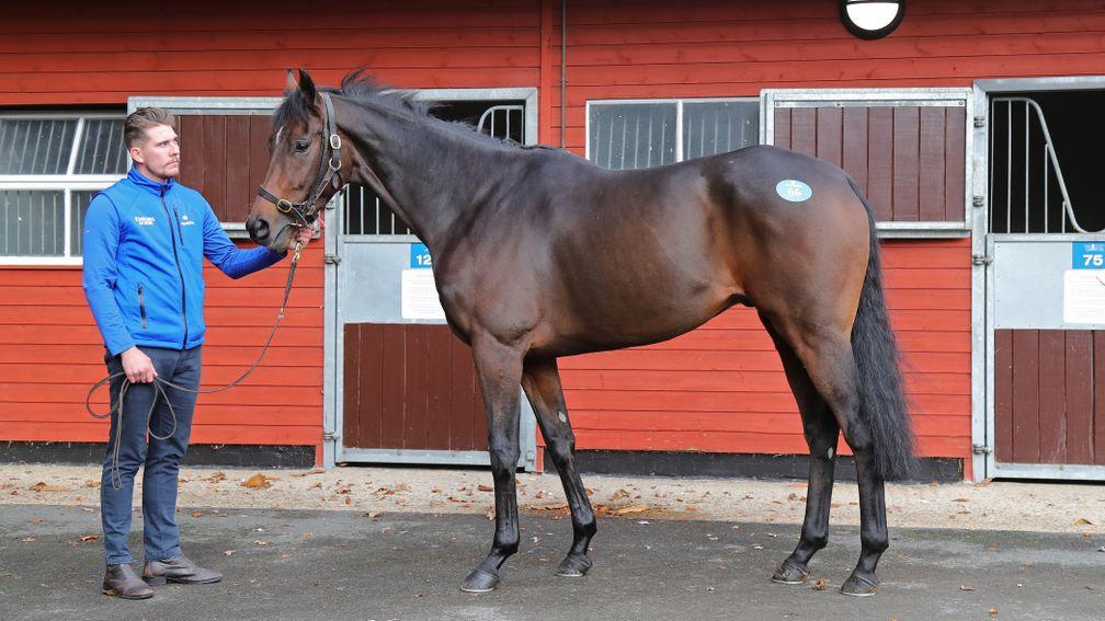Throne Hall: joint top lot at the Tattersalls Ascot November Sale when selling to Blandford Bloodstock at £50,000
