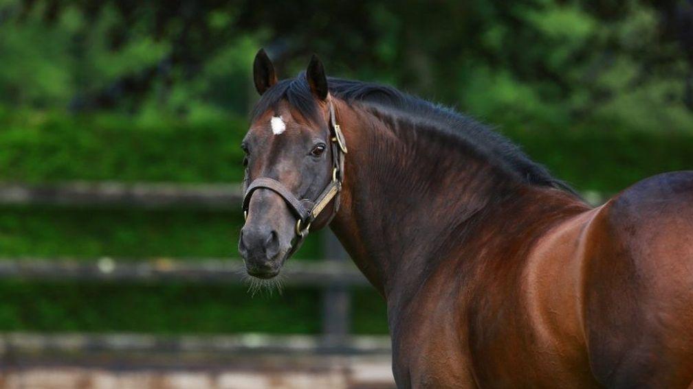 Holy Roman Emperor: stands at Coolmore at a fee of €15,000