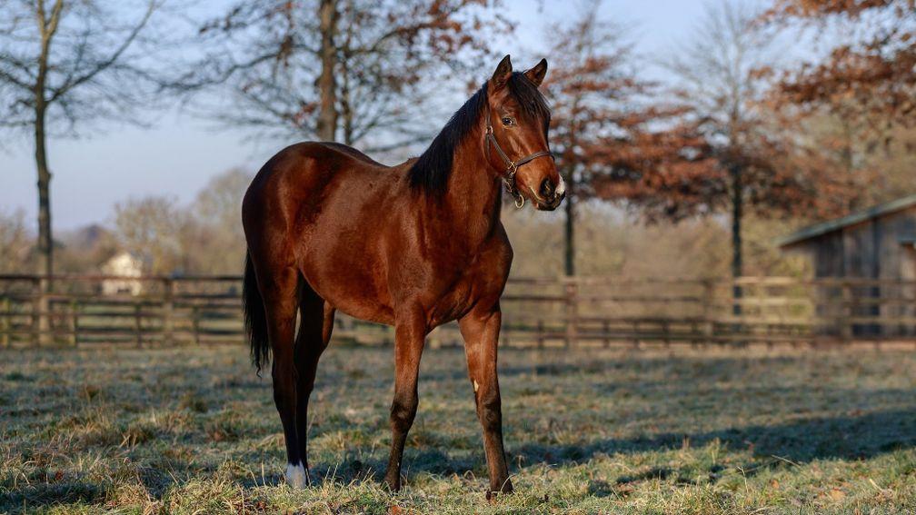 Paris: Treve's filly foal by Shalaa is doing well at Haras de Bouquetot