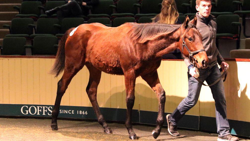 The No Nay Never colt out of Celestial Dream in the Goffs ring before fetching €125,000 from Pier House Stud