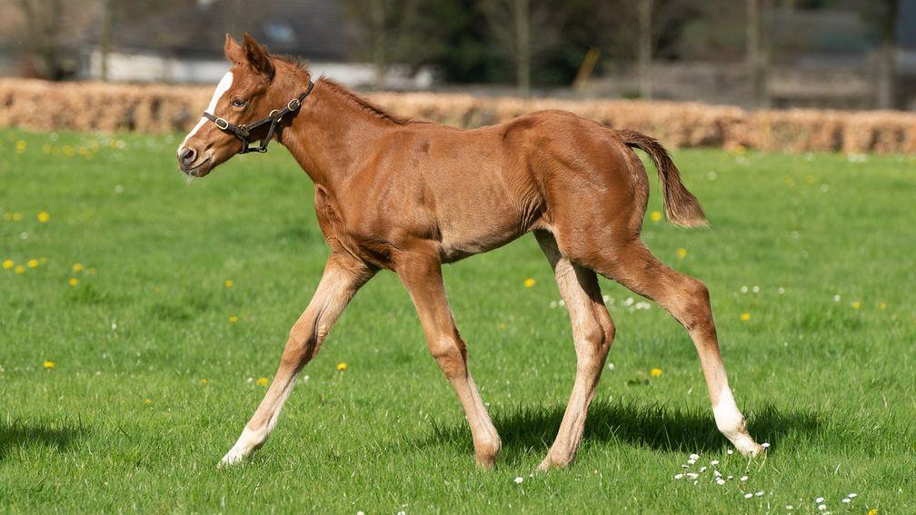 Robert Hennelly's Mogul filly out of Grade 2-winning chaser Moyhenna
