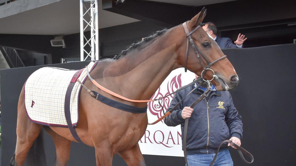 Group 1 winner Arapaho pictured after selling to his Australian connections at Arqana