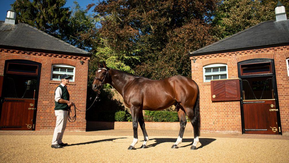 Frankel: the Banstead Manor Stud resident has recorded some phenomenal results this season, including an Anglo-Irish Derby double