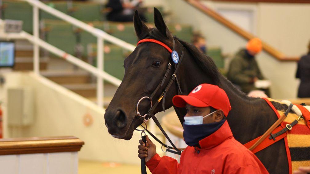 Desert Icon: the 210,000gns son of Sea The Stars was purchased by Chris Waller