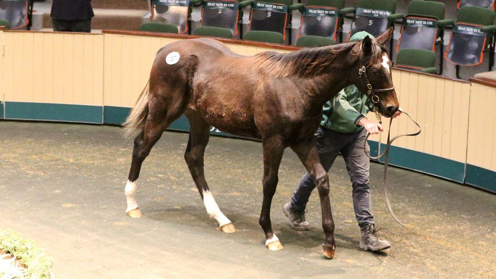 Lot 157: the Make Believe colt out of Swish Dancer sells for €60,000