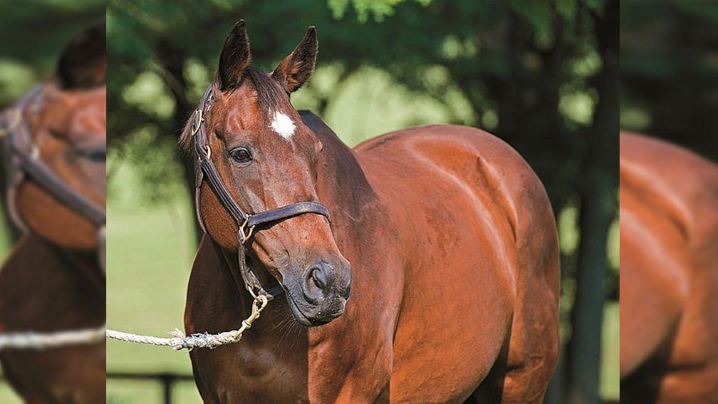 Leslie's Lady: dam of Into Mischief, Beholder and Mendelssohn has died aged 26