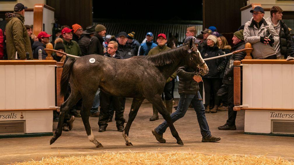 The Havana Grey half-brother to Dragon Symbol sells for 250,000gns
