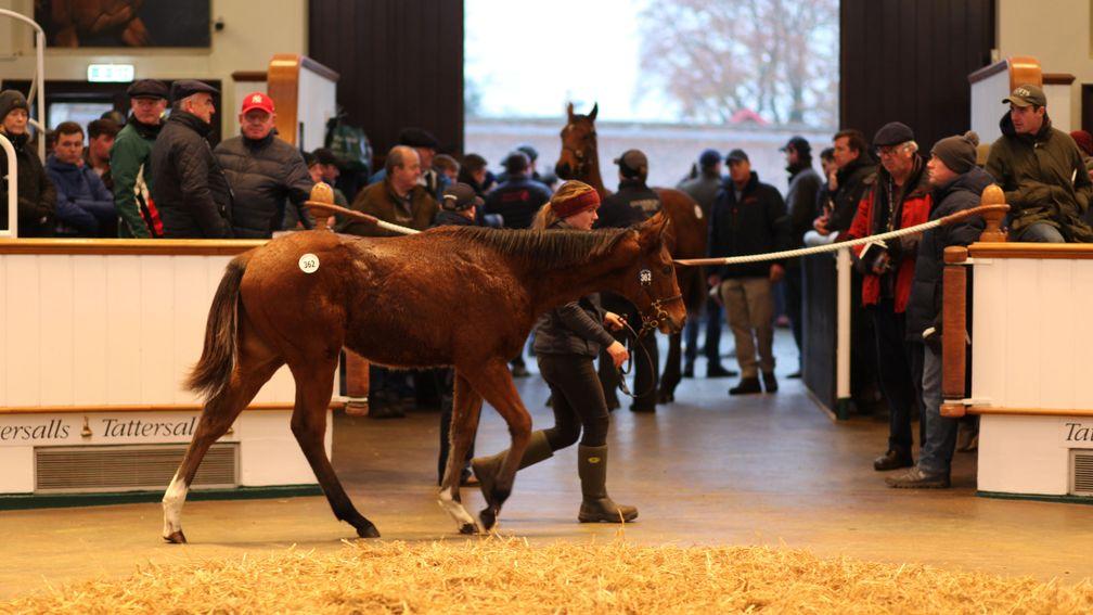 Top lot: the Time Test colt out of Wild Mimosa draws a crowd of bidders before selling to Redpender Stud for 75,000gns