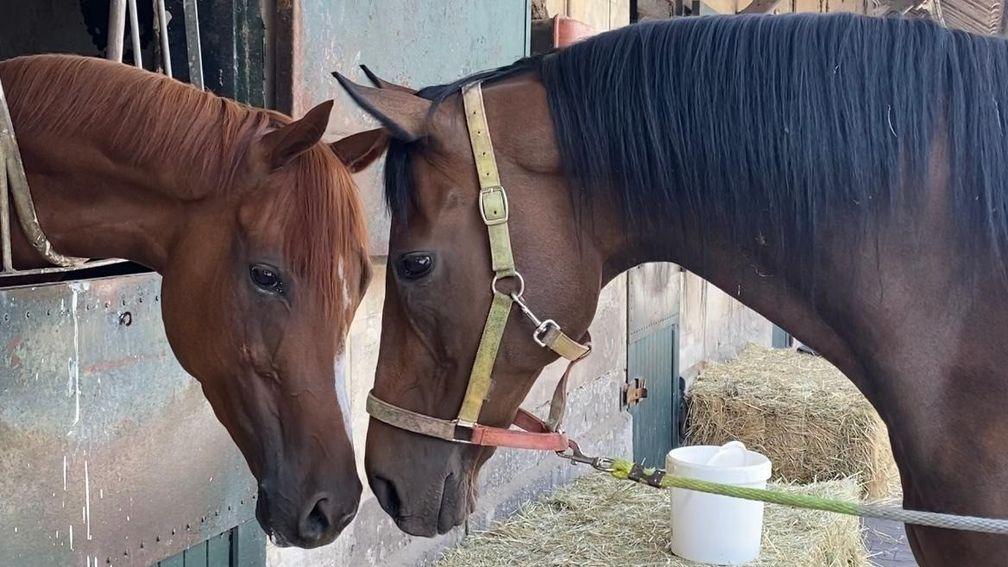 Cirrus Des Aigles (right) and his niece Air De Valse spend plenty of time together