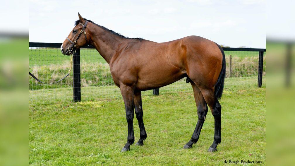 Lot 206: Vicarage Farm's Adaay colt bound for the Tattersalls Guineas Breeze-Up Sale