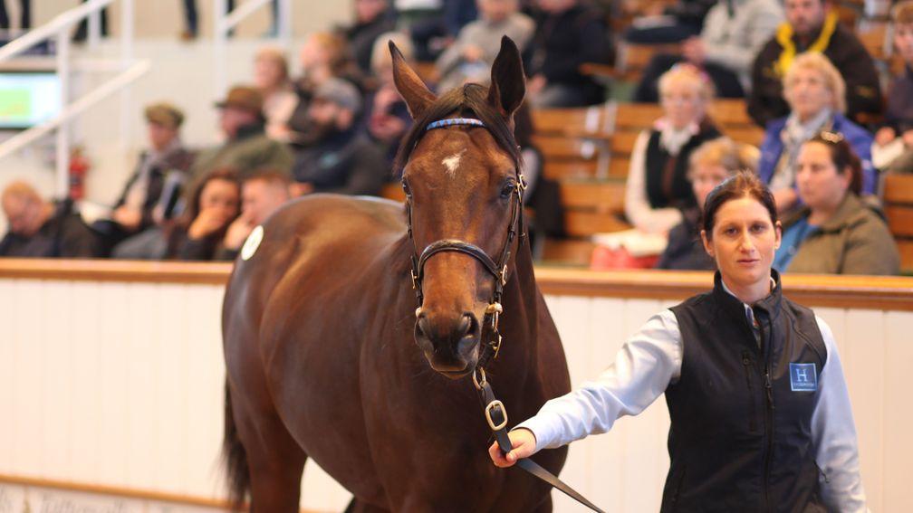 The Dubawi half-brother to Barney Roy brings 3,600,000gns in the Park Paddocks sales ring