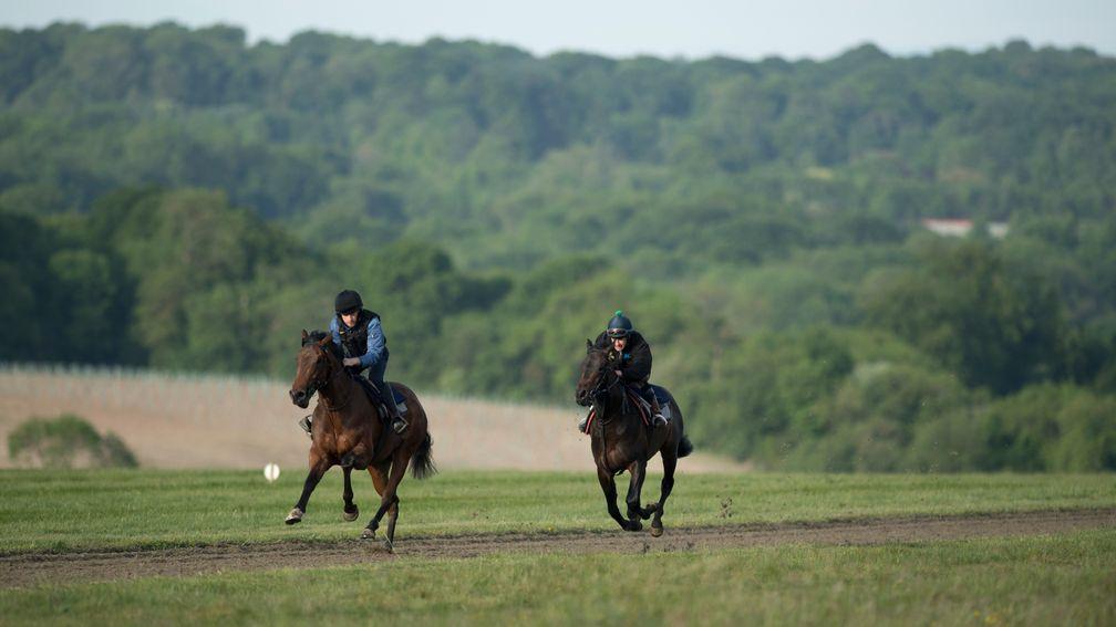 A pair of unraced 2 year olds of Simon Dow are put through their paces on the Epsom Downs gallopsEpsom 23.5.17 Pic: Edward Whitaker