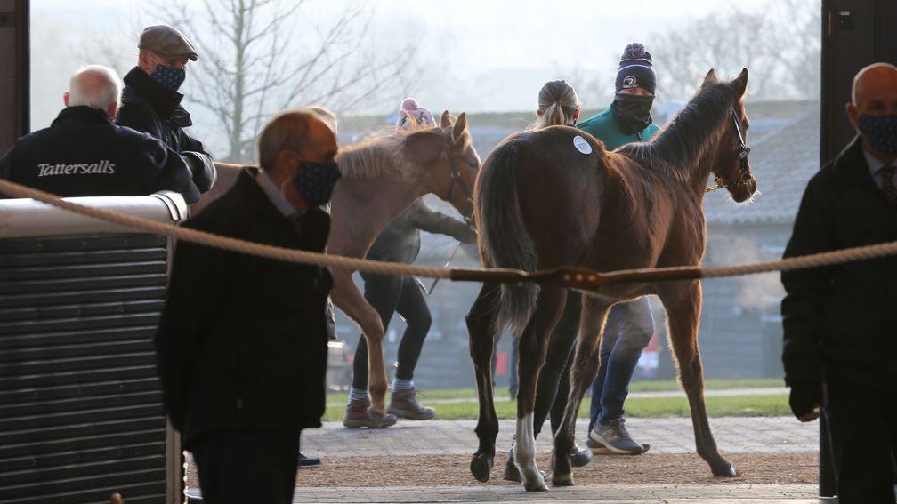 A busy session at Tattersalls saw 11 foals make six figures