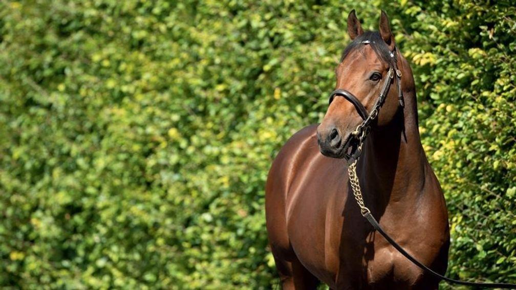 A breeding right in Profitable is up for grabs on Goffs Online