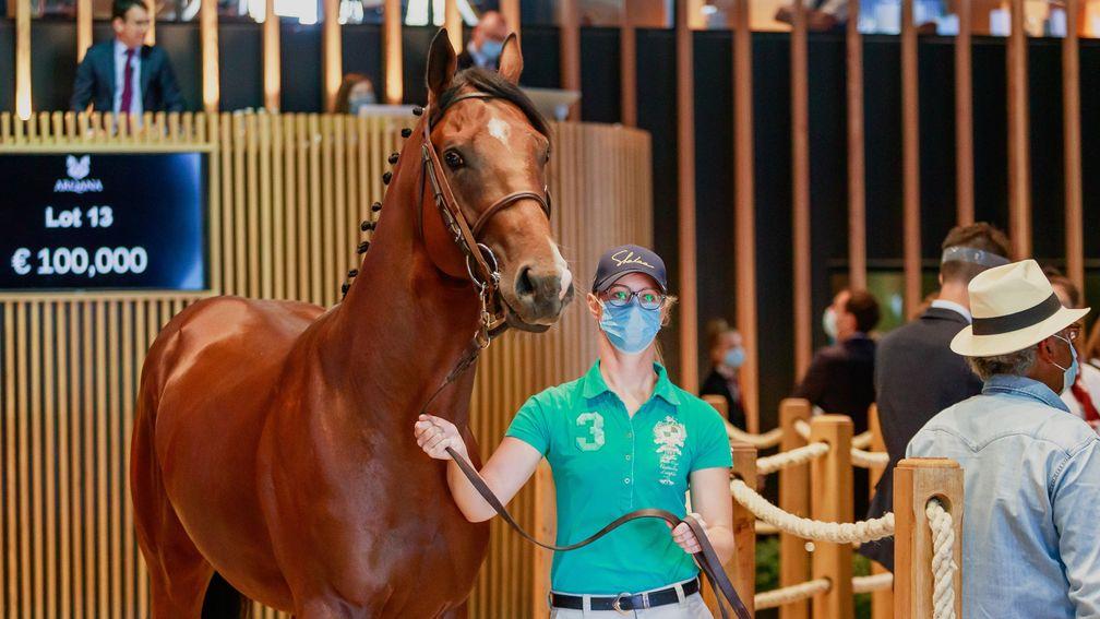 A 2yo son of Mehmas consigned by Ecurie LV made €100,000 at the Arqana July sale