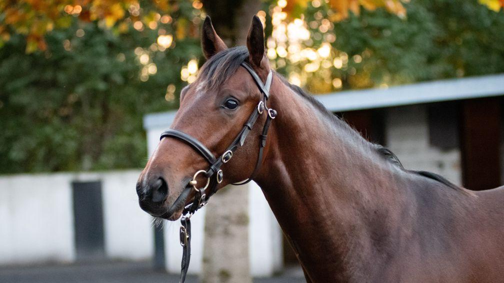 Lot 370: Derrinstown Stud's Dark Angel colt tops the opening day of the Goffs Autumn Yearling Sale at €180,000