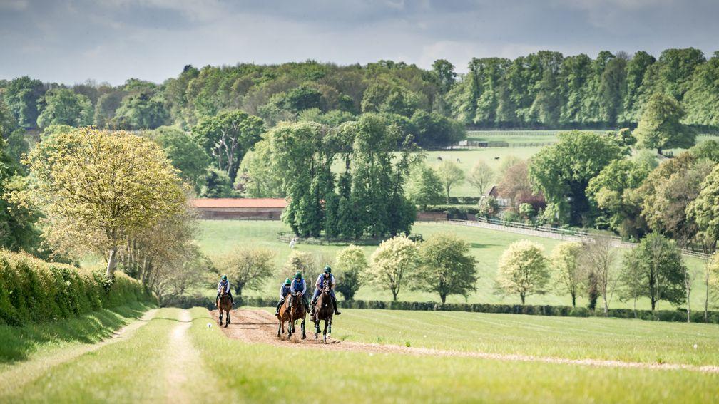 On the gallops at the refurbished Longholes Stud