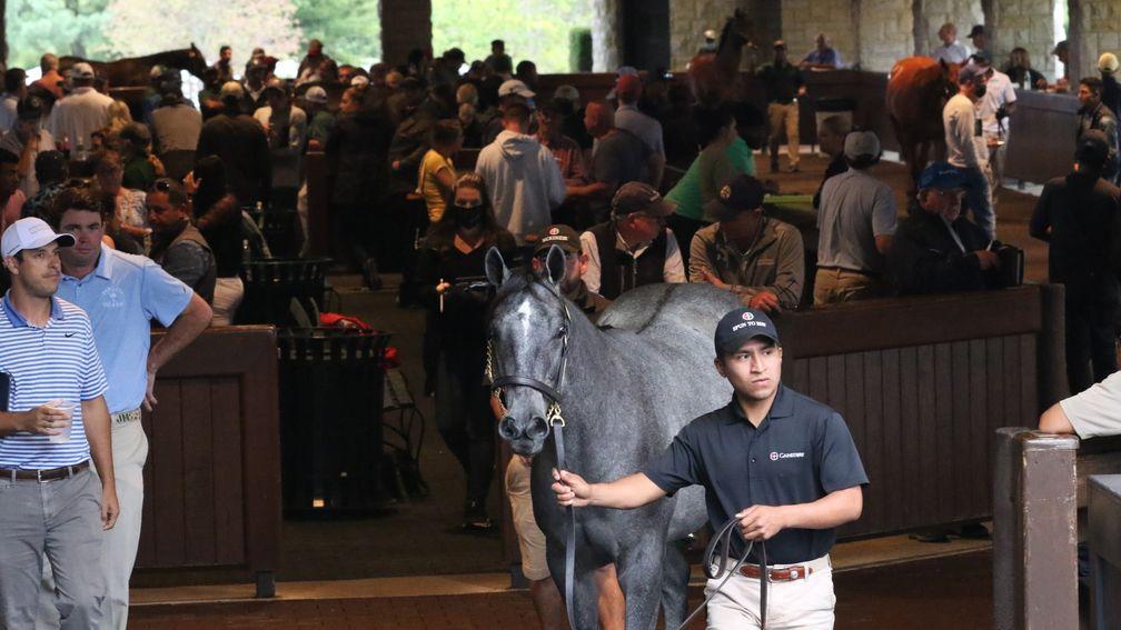 A yearling enters the Keeneland sale ring at the September Yearling Sale