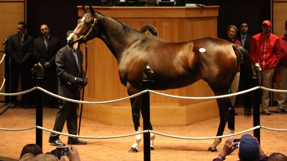 Songbird: brought the house down at Fasig-Tipton when selling for $9.5 million