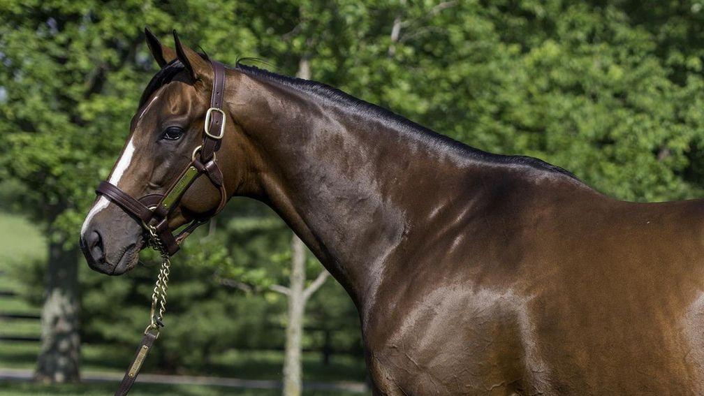 WinStar stallion Constitution has 'over-delivered at every point of his career'