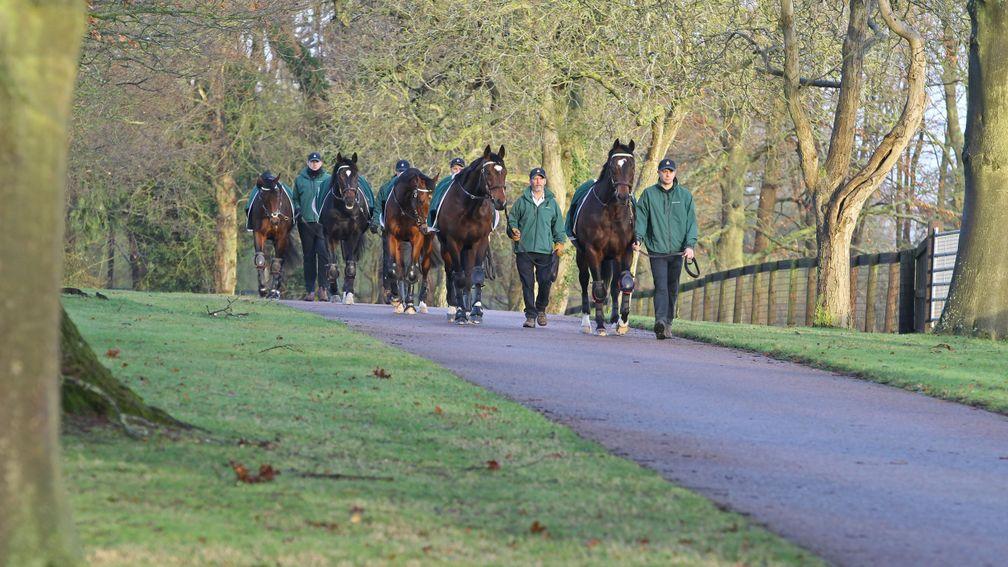 The Juddmonte stallions on their daily exercise at Banstead Manor Stud