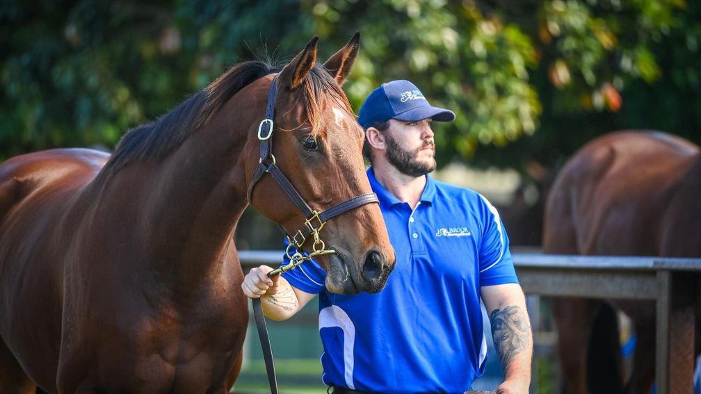 Arcadia Queen: three-time Group 1 winner was hammered down for A$3.2 million at the Magic Millions National Broodmare Sale
