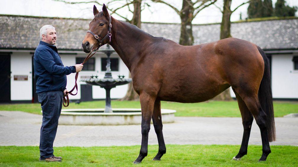 Quevega: has produced her second foal at the Irish National Stud