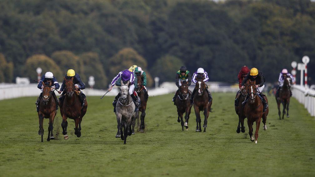 DONCASTER, ENGLAND - SEPTEMBER 16:  Ryan Moore riding Capri (C, purple) win The William Hill St Leger Stakes from Crystal Ocean (L, yellow cap, 2nd) and Stradivarius (R, yellow cap 3rd) at Doncaster racecourse on September 16, 2017 in Doncaster, United Ki