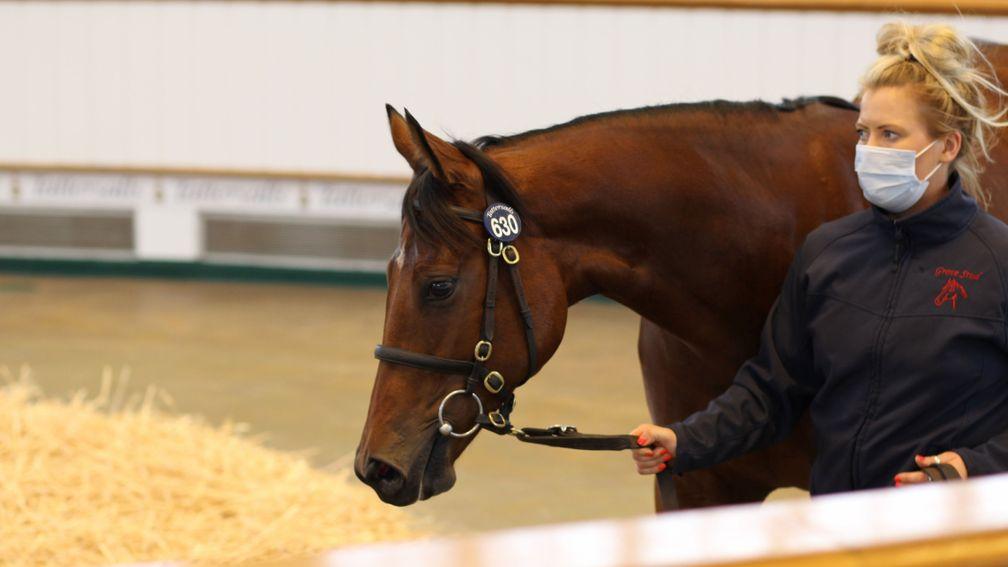 Nymphadora going through the ring at Book 2, where Blandford Bloodstock signed the ticket at 185,000gns