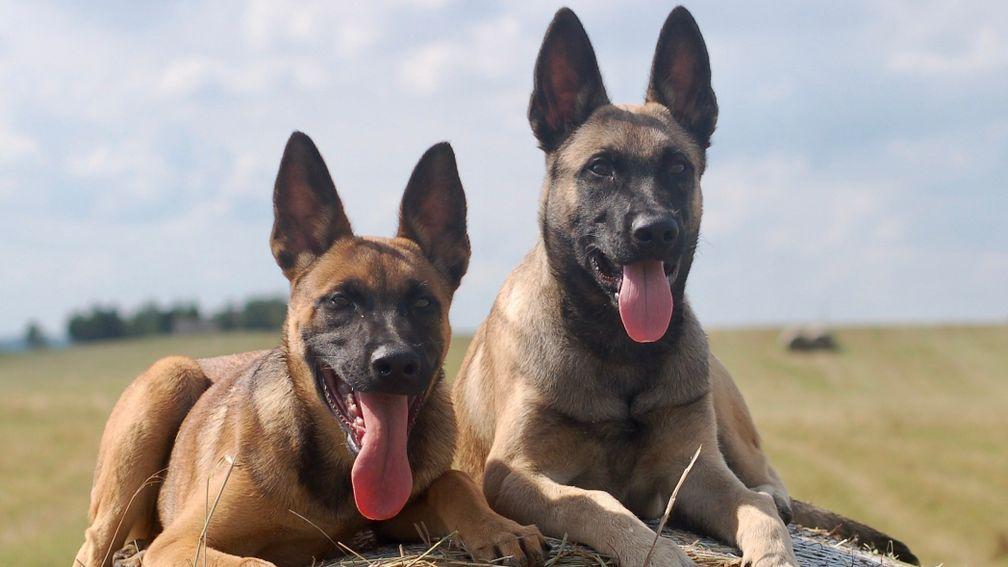 Drug-sniffing dog Chini is a Belgian Malinois like these fine specimens