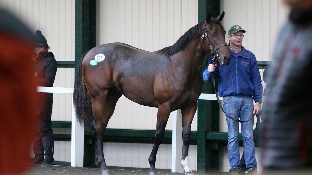 The Magnia Grecia colt who topped trade on Friday