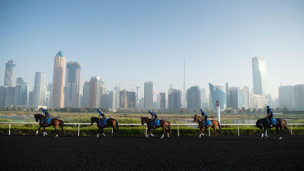 Saeed bin Suroor's 2nd lot exercise at the Godolphin Stables in Al Quoz, Dubai 2.3.22 Pic: Edward Whitaker