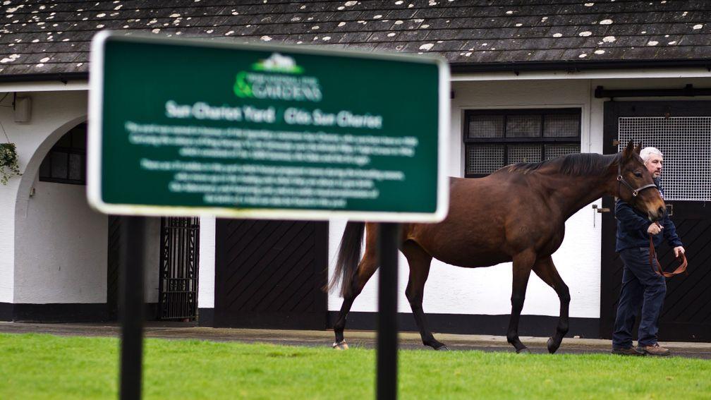 The Irish National Stud: overall group revenue held steady from 2018 to 2019