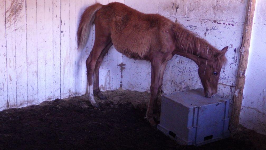 Several stables were found to be covered in urine and faeces
