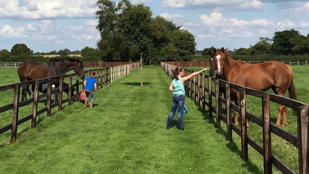 Alex Frost's Ladyswood Stud is up to 18 mares having expanded just as the Lime Down project was being envisioned