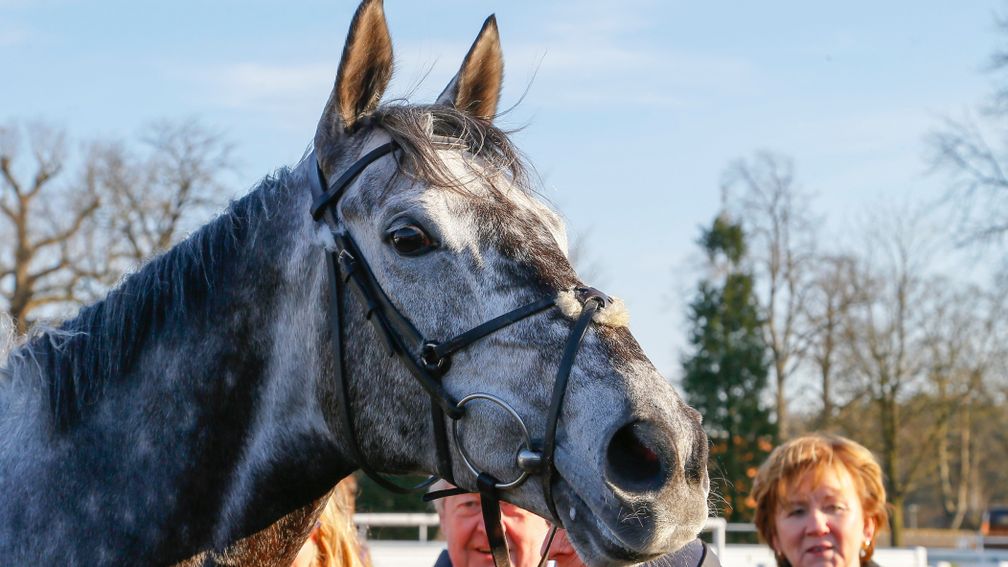 Head and shoulders above the rest on the all-weather: Master The World, winner of the Churchill Stakes for a second year running