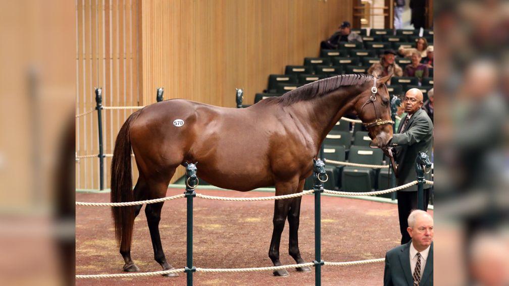 Conquest Eclipse: Grade 1-placed mare sold in foal to Justify for $650,000