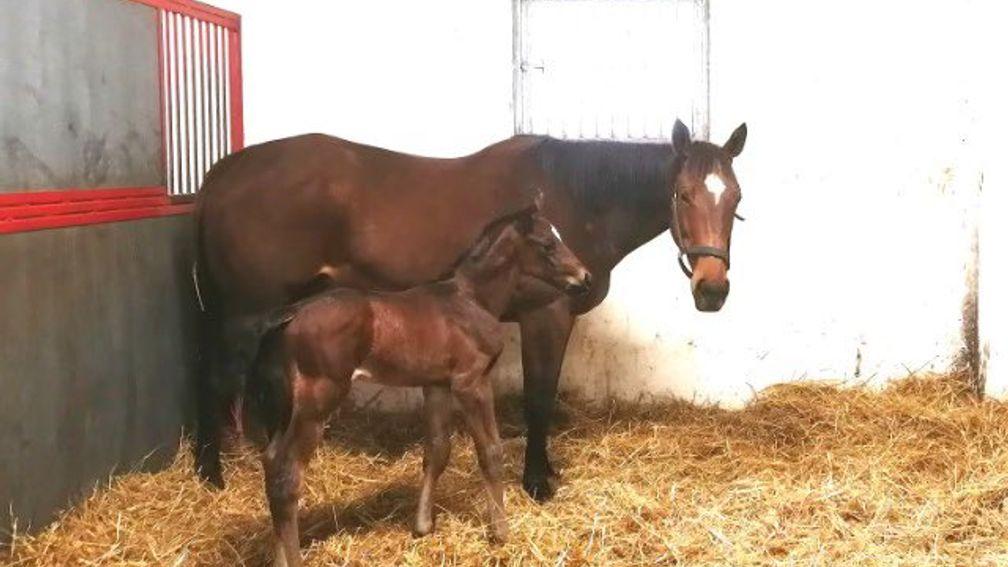 A colt by German Group 2 winner Giant Sandman out of Shamardal mare Any Little Rhyme, a half-sister to the King's 2,000 Guineas contender Slipofthepen