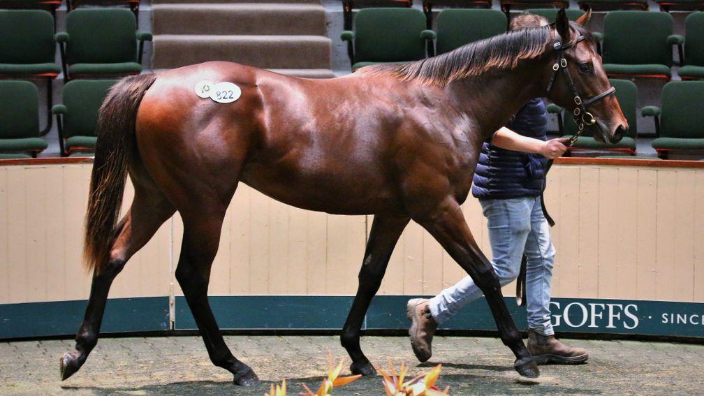 The Exceed And Excel colt who topped trade at the Goffs Sportsman's Sale