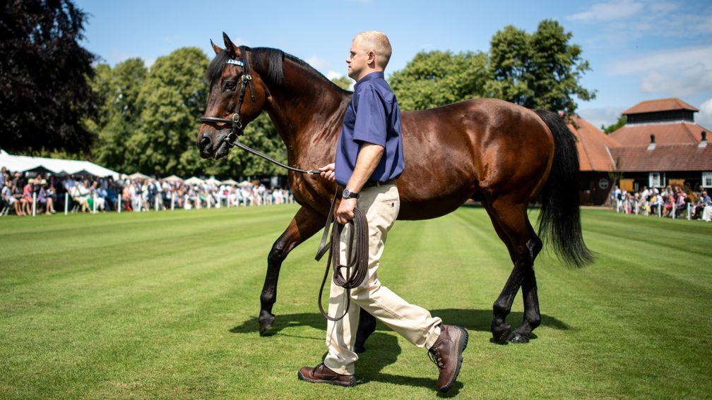 Dubawi: Dalham Hall Stud kingpin covered 31 Galileo mares among a book of 155 in 2020