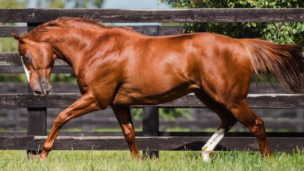 Earthlight: should be an interesting firs-season sire to follow in 2024