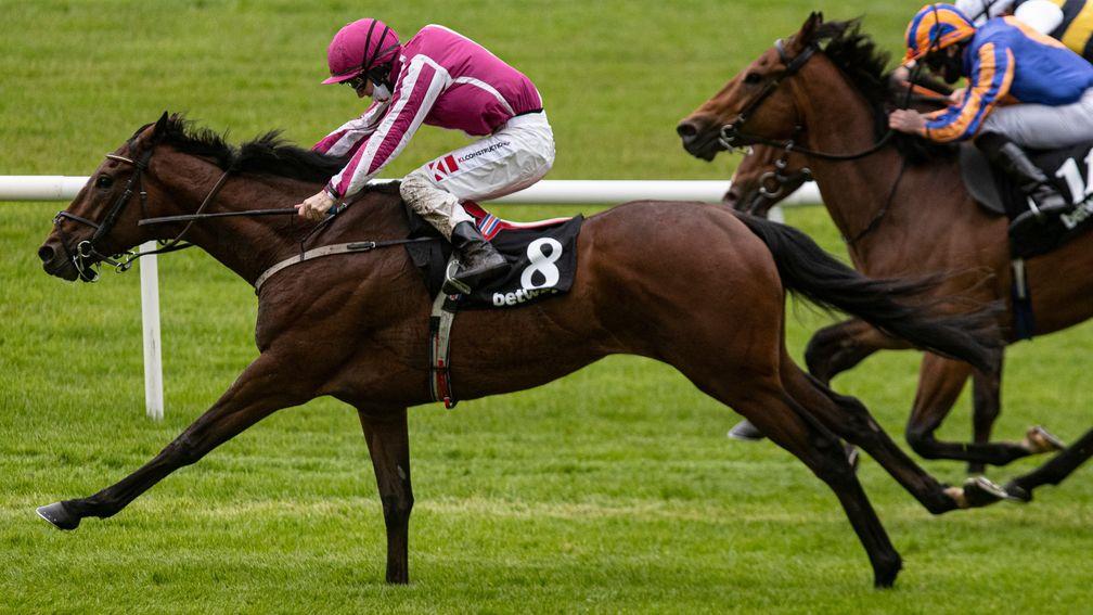 Baby Zeus: Willie Mullins' only runner on Saturday's card at Galway